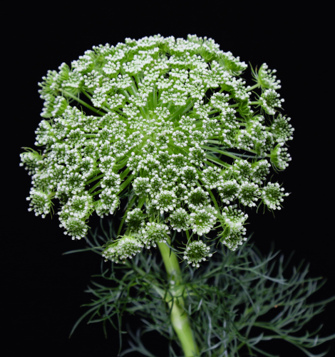 Ammi Majus