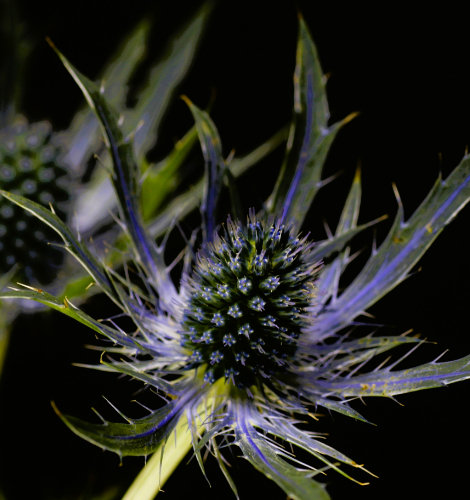 Eryngium