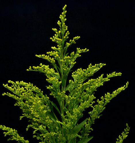 Solidago