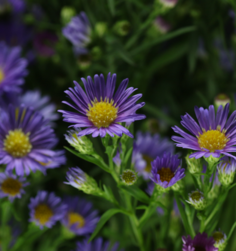 Aster