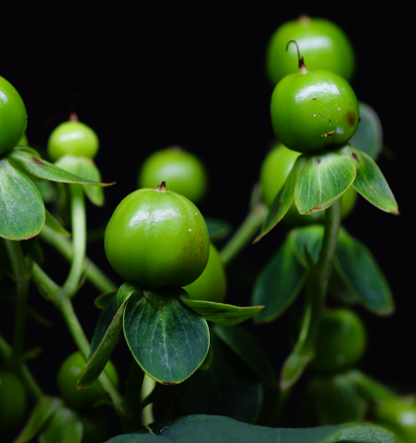 Hypericum