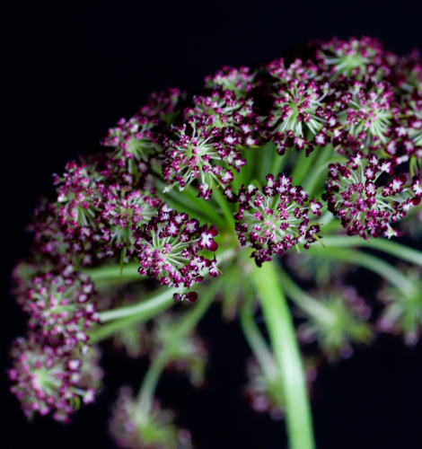 Daucus