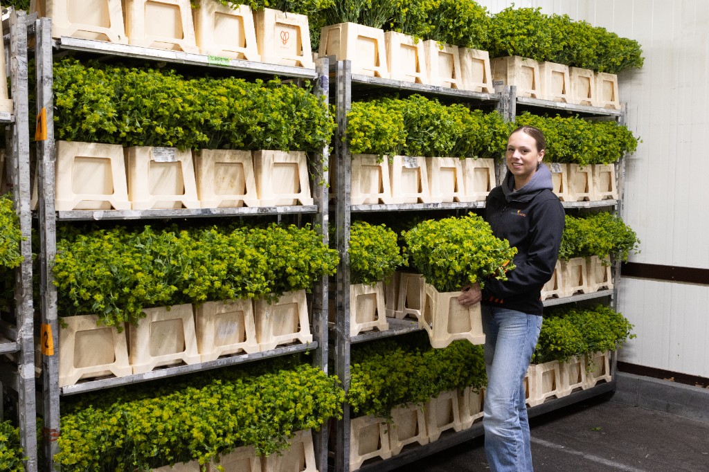 Medewerker van Rotoflowers met groene zomerbloemen in het magazijn